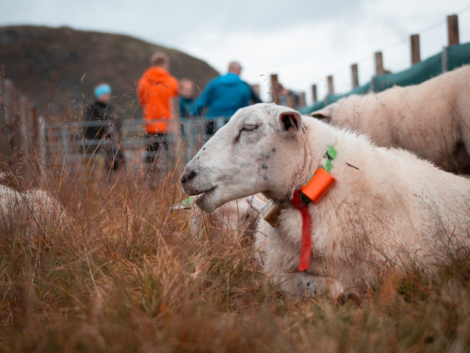 Sheep wearing Radiobell resting in the grass during round-up