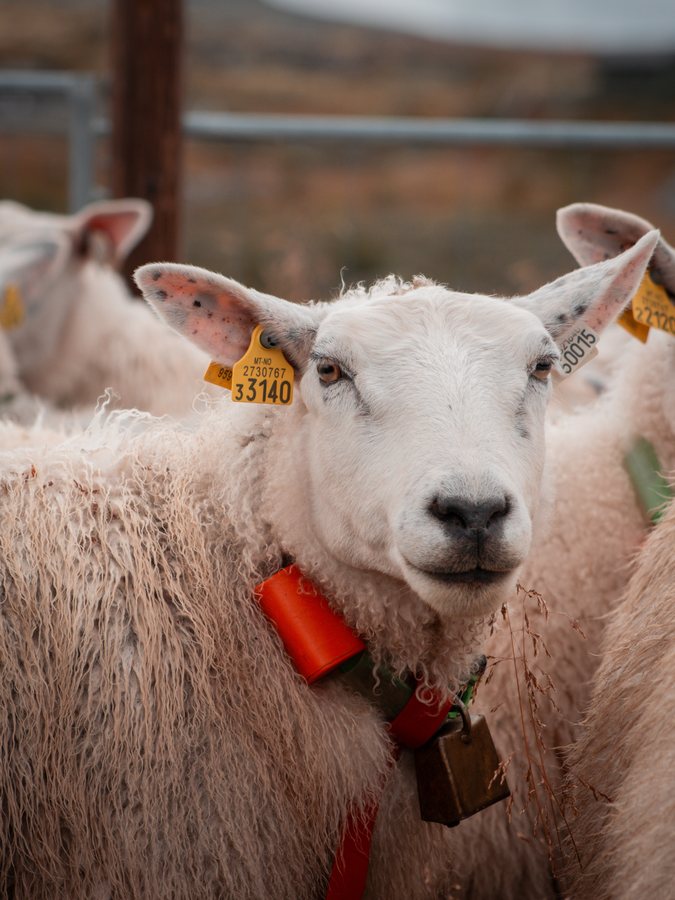 Close-up of a sheep wearing Radiobell around its neck