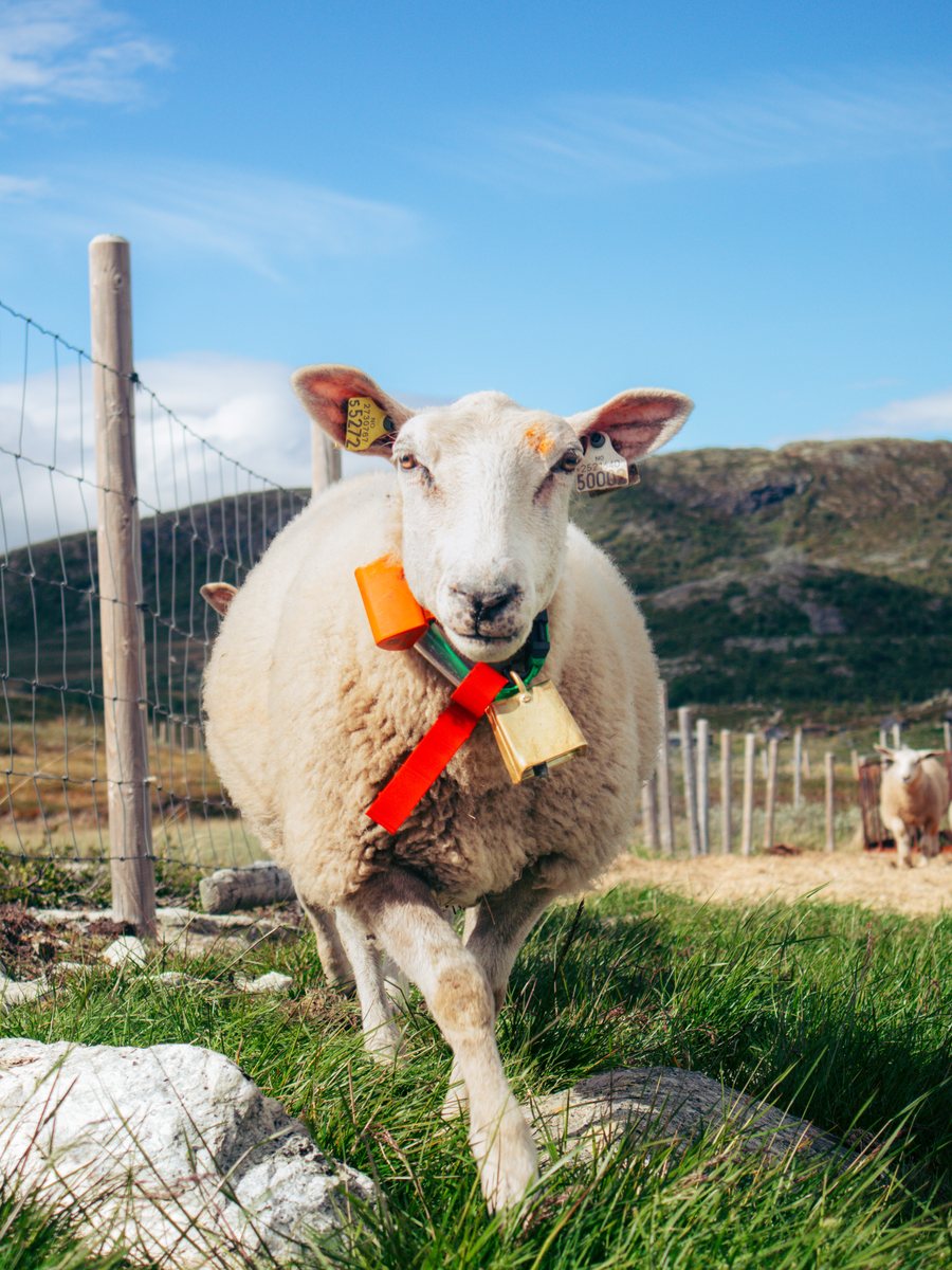 Sheep wearing Radiobell on grazing land on a sunny summer day