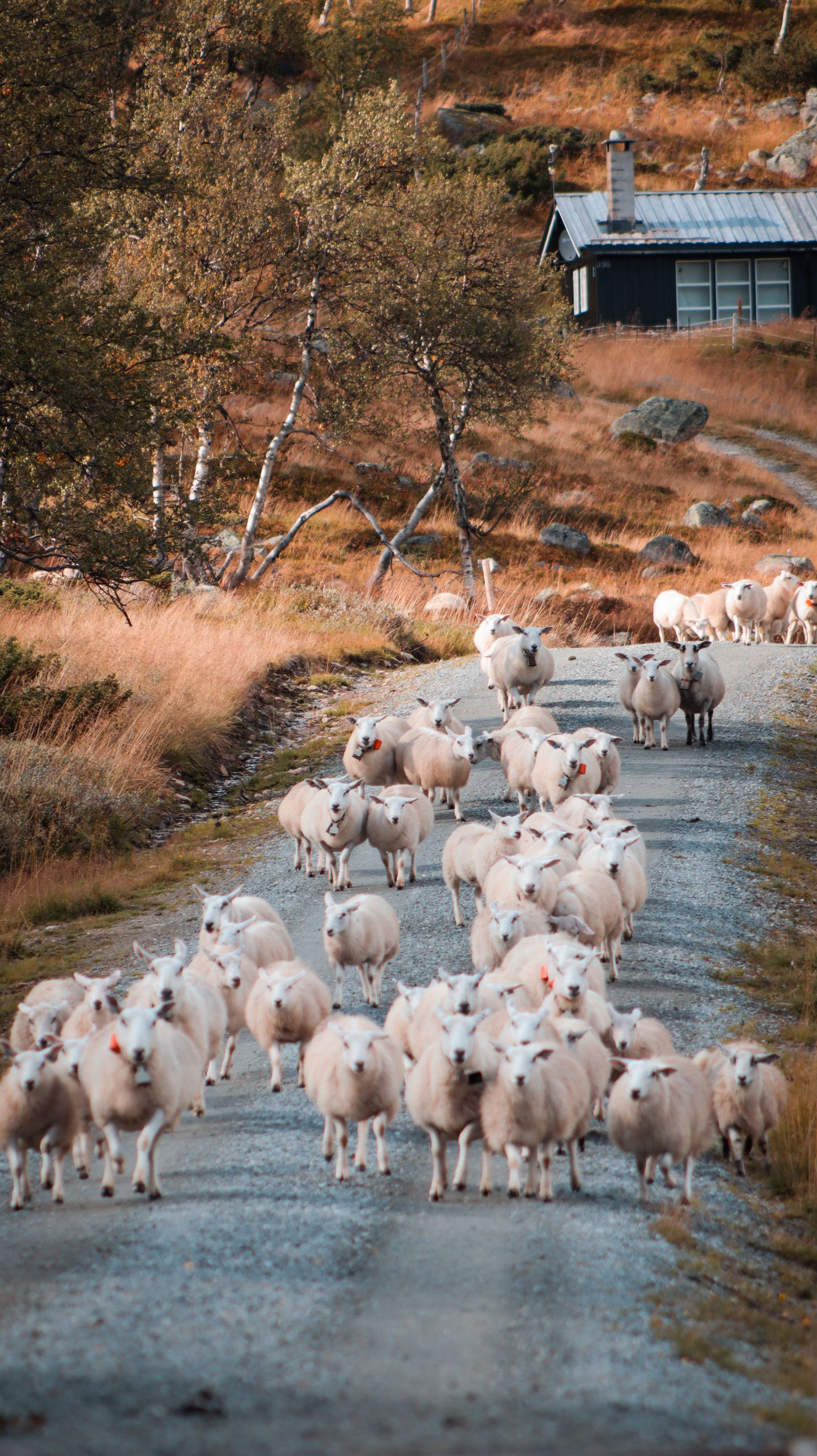 Dark sheep on grazing