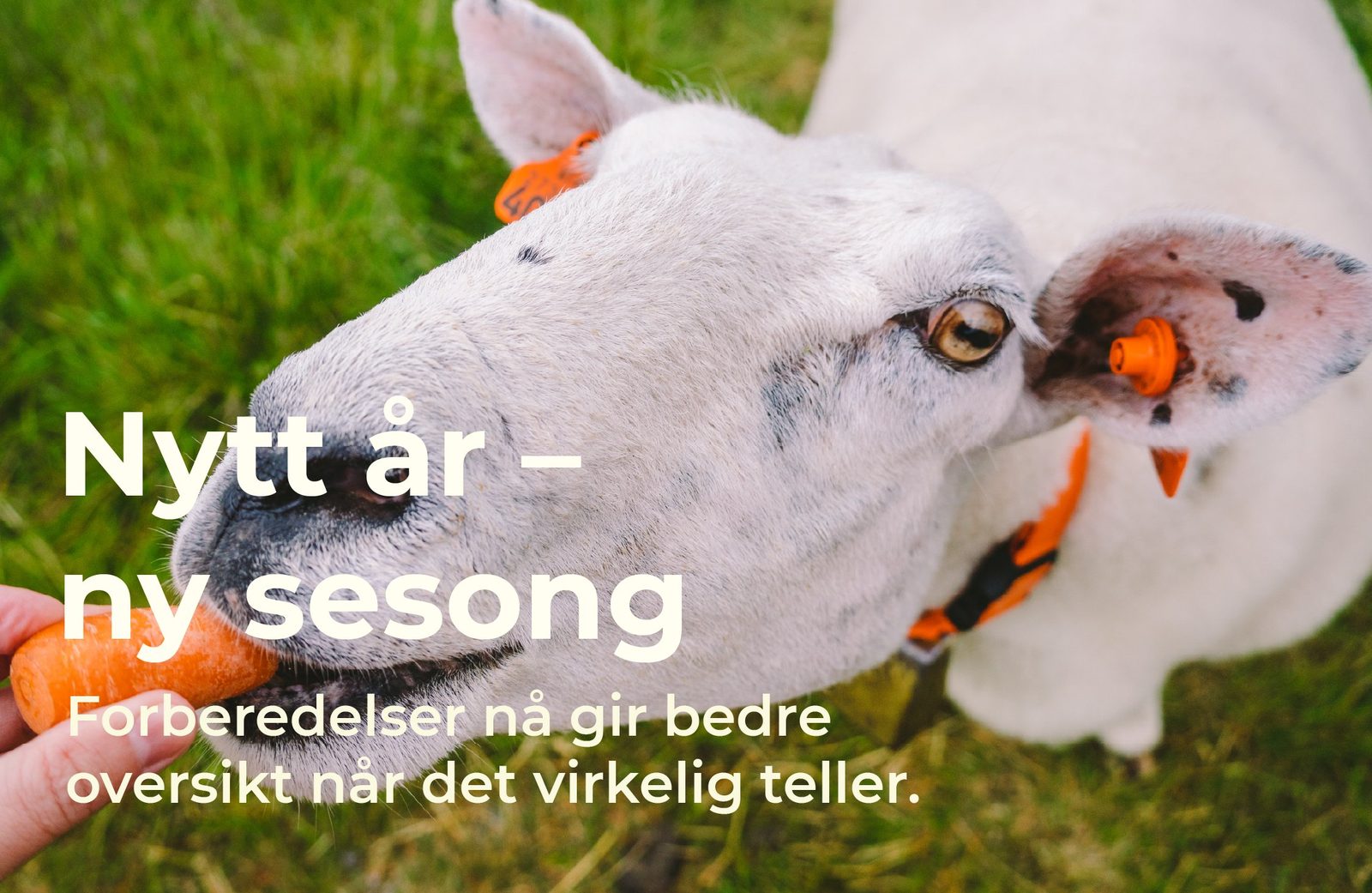 Nytt år — ny sesong